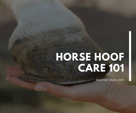 Horse Hoof Care Guide Equine Ridge
