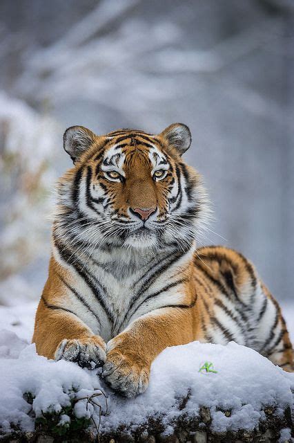 Siberian Tiger Tigers Siberian Tiger Animals