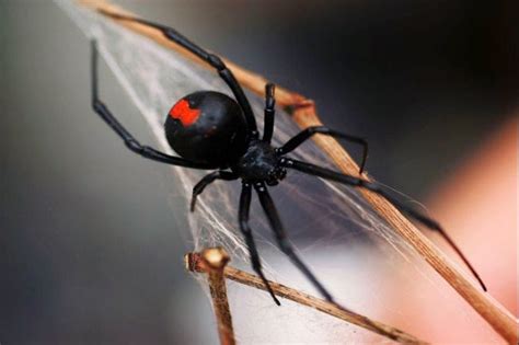 Sightings of steatoda nobilis, the false widow spider, are on the rise. Herbie's World of Kitsch & Toys: ♥♥♥ Monster Elves ...