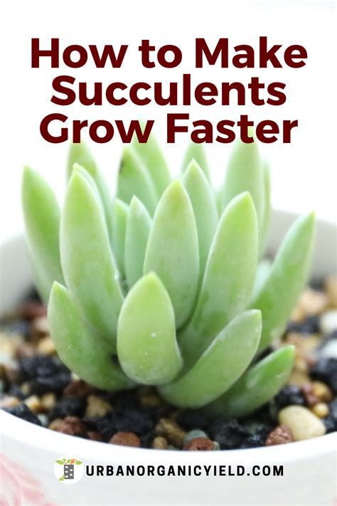 How To Get Succulents To Grow Container Garden Succulents Repotting Succulents Succulent Species