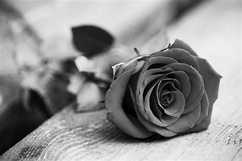 Download black wallpapers from pexels. Black and White Rose (67 Wallpapers) - HD Wallpapers for Desktop