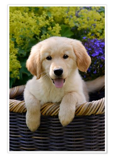 Cute Golden Retriever Puppy Posters And Prints