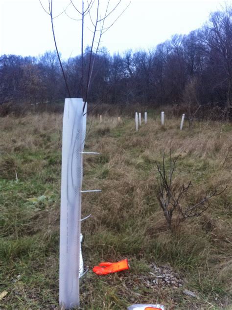 Londons Carolinian Food Forest