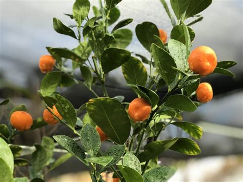 8 Tips For Growing Citrus In Containers Kellogg Garden