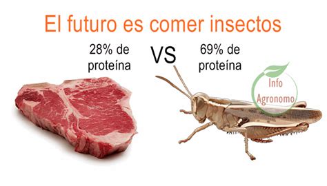 El Futuro Es Comer Insectos En A Os Desplazar A La Carne