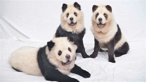 Um Panda Um Cachorro Chowchowpanda Chow Puppies For Sale Tiny