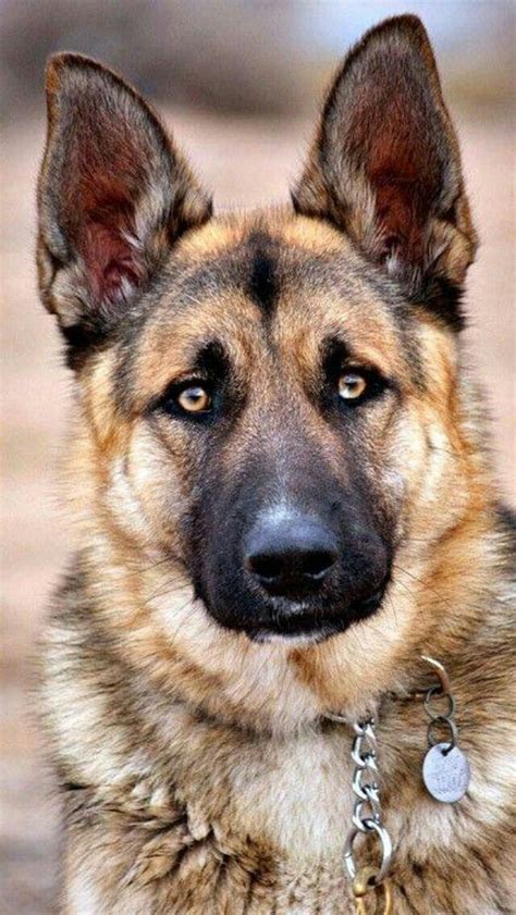 German Shepherd German Shepherd Dogs Shepherd Dog Dogs