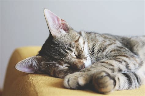 This is due to a combination of factors, with their evolutionary path you've been made aware of how much cats usually sleep, but biologically speaking, how much sleep do cats need exactly? How Long Should Cats Sleep? | Total Cat Magazine