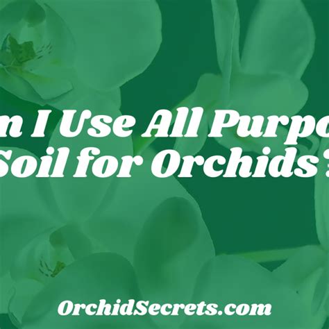 How Do I Know If My Orchid Needs Water Orchid Secrets