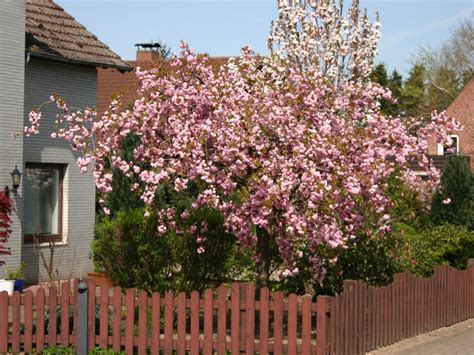 Zierkirschen sind in japan, korea sowie in vielen chinesischen provinzen heimisch. Japanische Hänge-Nelkenkirsche - Prunus serrulata 'Kiku ...