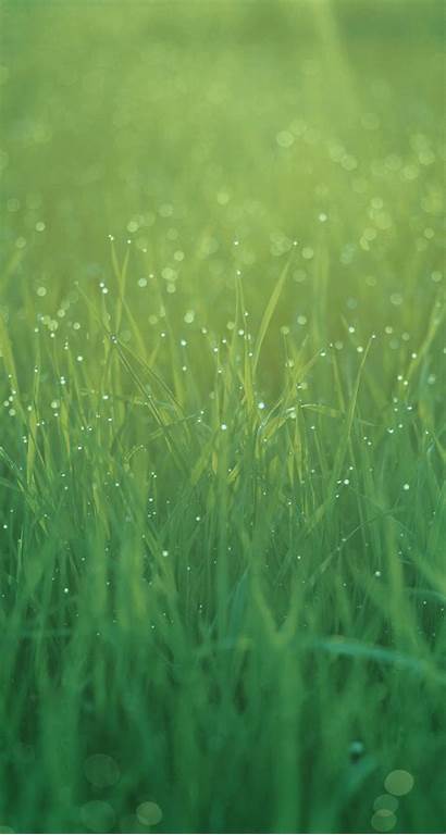 Iphone Ios 5s 5c Wallpapers Official Grass