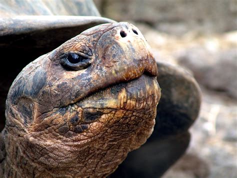 Galapagos Giant Tortoise Galapagos Conservation Trust