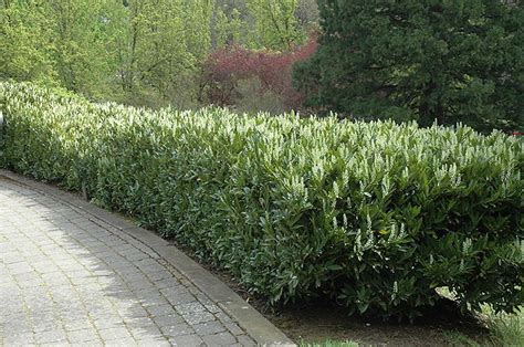 One of its best features is that it blooms in late spring to early summer. Click to view full-size photo of Schipka Cherry Laurel ...
