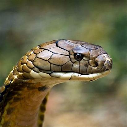 Cobra King Snake Wallpapers Kobra Animal Indian