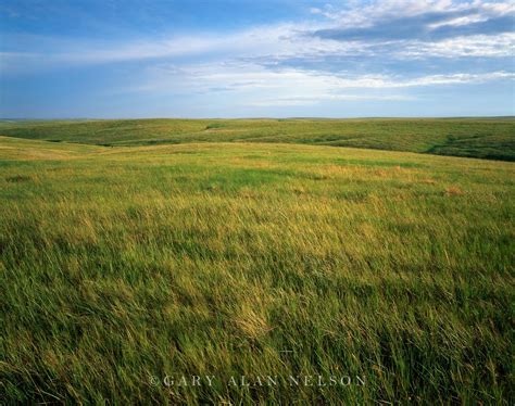 Prairie Grasses To The Horizon Photo Prairie Grass Grassland