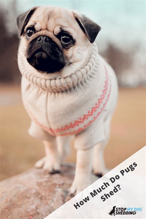 Cases of hair shedding, it's highly recommended to resort to your veterinarian, as your stress can negatively affect your dog's hair growth. Do Pugs Shed Much? (Helpful Guide to Pug Shedding)