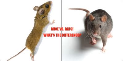 So, how can the average person tell the difference between a mouse and a rat. What's the difference between rats and mice?