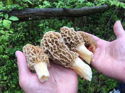 7 Best Morel Mushroom Hunting Tips As Season Set To