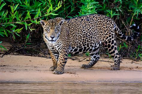 The jaguar hunts wild animals weighing up to 300 kilograms (660 pounds) in dense jungle and its short and sturdy physique is therefore an adaptation to its prey and environment. Captivating Facts About the Food Jaguars Eat and Their ...