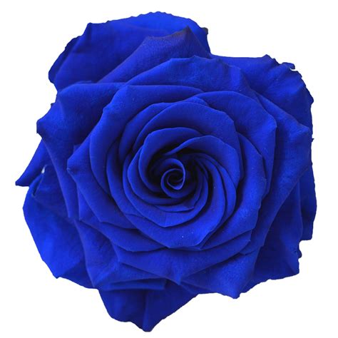 Navy Blue Flower Png