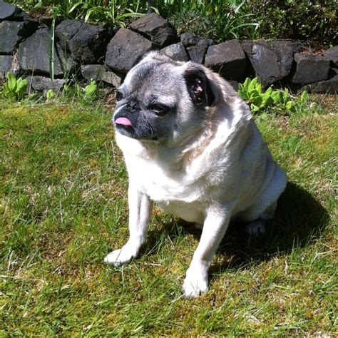 Buddy The Pug Basking In The Sun Pug Photography Pinterest The
