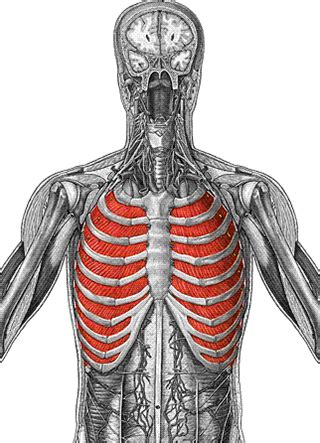 Inserts along almost the entire length of the humerus and on the fascia covering the proximal end of the forearm. Flashcards Table on Abdomen And Chest Muscles