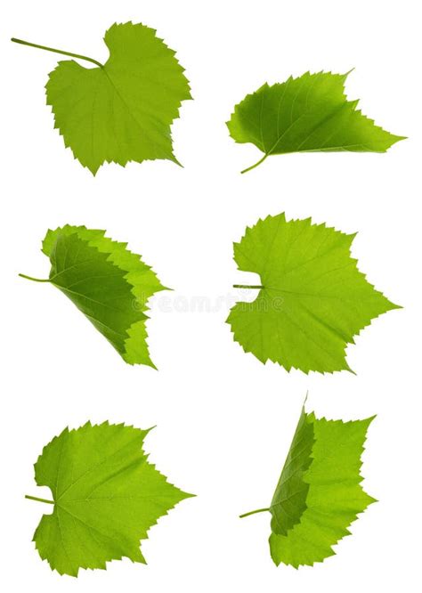 Close Up Fresh Green Grape Leaves Set Grape Leaves Isolated Green