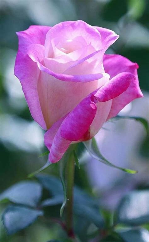 Pin By Angelo Bianco On Roses Beautiful Rose Flowers Beautiful