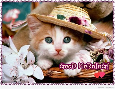 Good Morning With Cute Cat Good Morning Wishes And Images