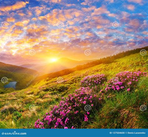 Blooming Wild Pink Flowers And Rising Sun In Highland Stock Photo