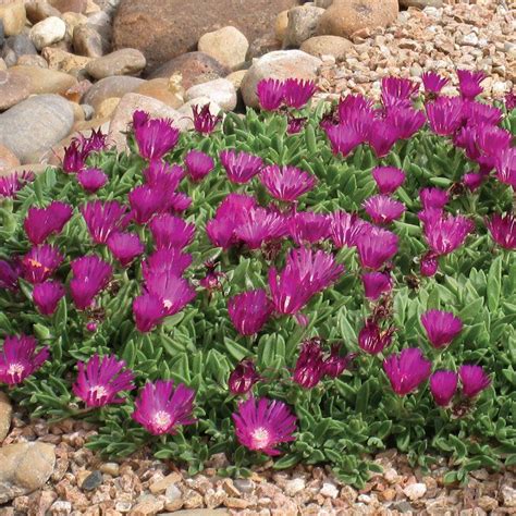 Blut Is One Of The Very Best Cold Hardy Ice Plants With Its Vigorous