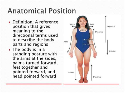 anatomical positions worksheet
