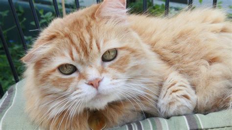 How Rare Are Female Orange Tabby Cats