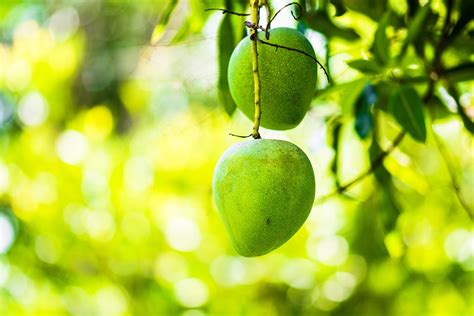 Mango Tree Fruit Green Free Photo On Pixabay Pixabay
