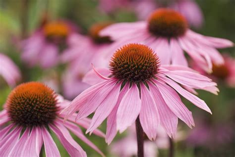 Photo Guide To Identifying Types Of Wildflowers