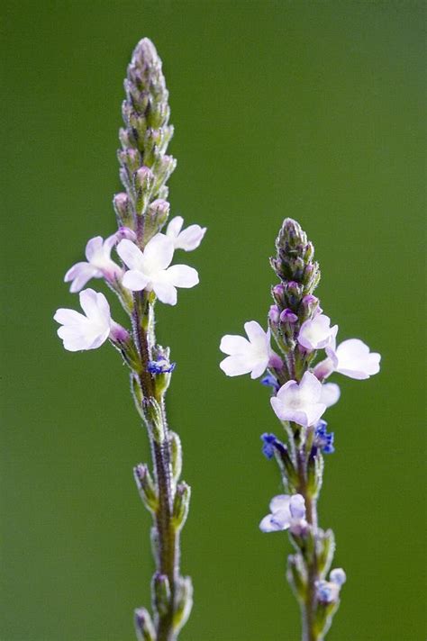 Common Vervain Verbena Officinalis Photograph By Bob Gibbons