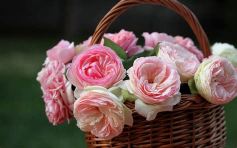 Basket Of Pink Roses Image Id 310821 Image Abyss