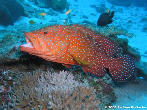 Ikan kerapu sendiri selain memiliki warna yang menarik. Kerapu Bara