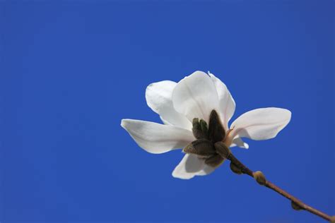 Free Images Nature Blossom Sky White Flower Petal Bloom Spring