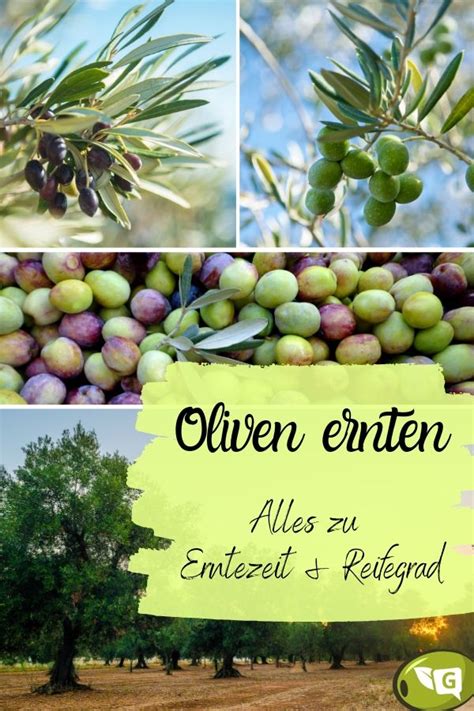 Erntezeit von Oliven: wann genau sind Oliven reif zum ...