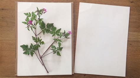 Botanical specimen art free printable herbarium vorlage, druckvorlagen, haus und garten Herbarium anlegen: Tipps & Vorlagen | Betzold Blog