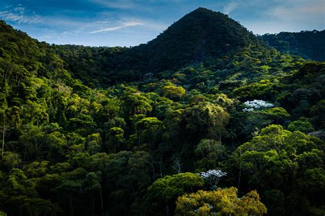 Brazils Atlantic Forest Gets A Chance At A Fresh Start Through Restoration