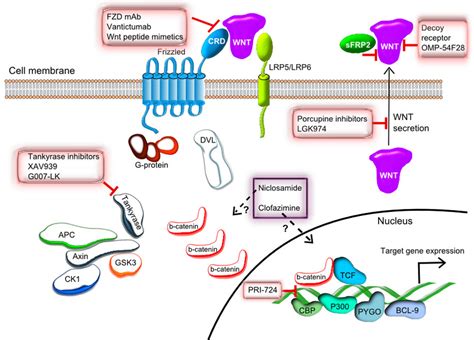 Schematic representation of the Wnt β catenin signaling pathway and the