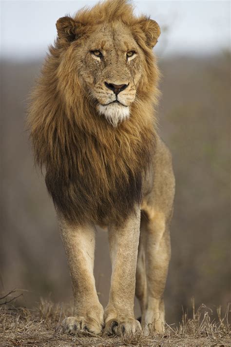 The Spectacular Beauty Of Lions Photographers Celebrate The Pride Of