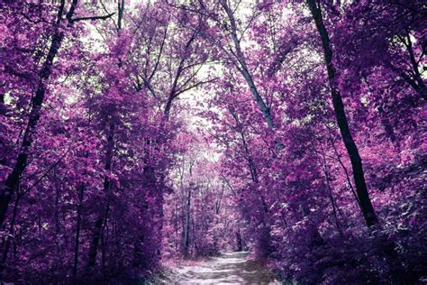 Magic Purple Forest Covert In Mystical Lilac Colour Stock Photo