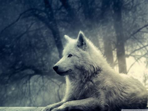 Check spelling or type a new query. Pin on Wolf