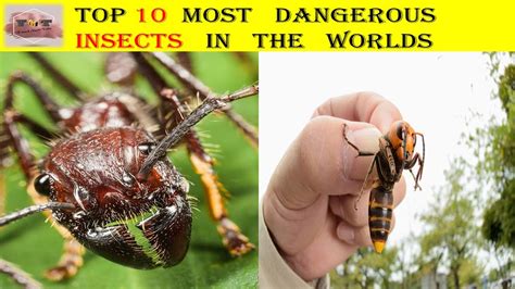 10 Most Dangerous Insects In The World Youtube Otosection