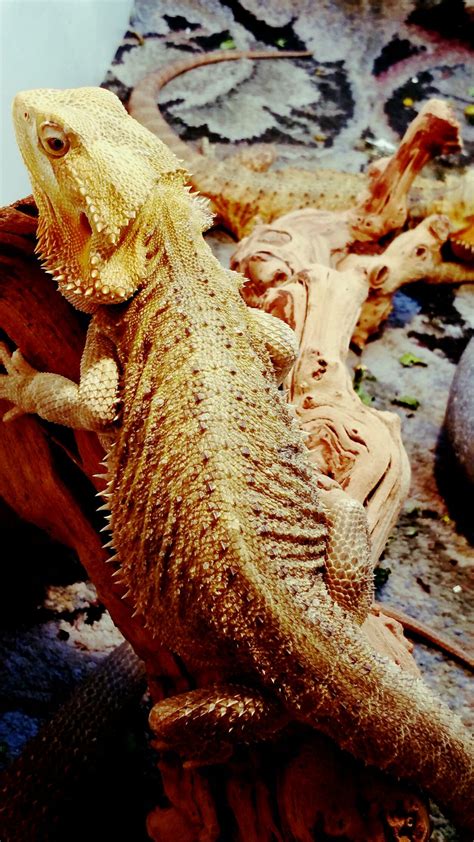 Female Zero Het Wiblit Bearded Dragon Lizard Female