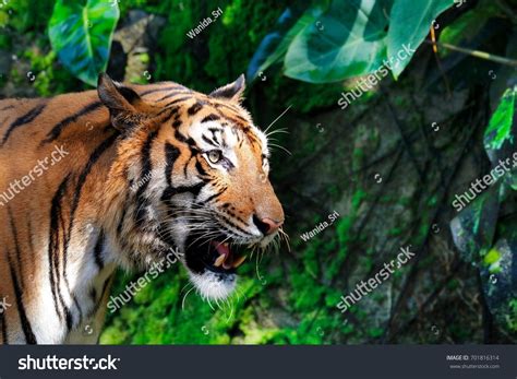Portrait Indochinese Tiger Blurred Background Green Stock Photo