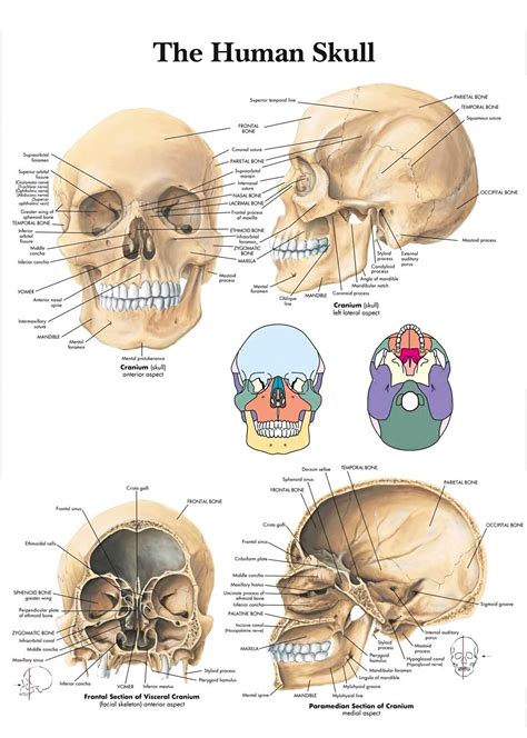 The Human Skull Anatomy Anatomical Diagram Grelly Usa